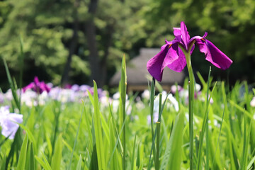 菖蒲 しょうぶ 花菖蒲 美しい きれい 鮮やか 晴れ 紫 パープル グリーン 葉っぱ 日本 和風 日本庭園