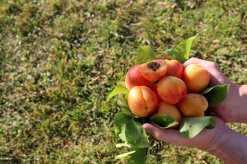 A man holding apricots, close-up. Ripe apricots and green apricot leaves in male hands on a blurred green background . 
