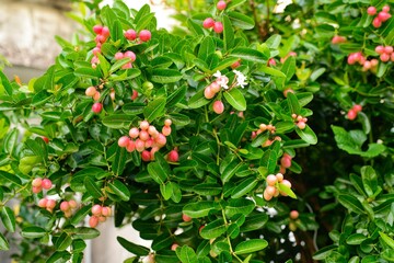 close up of red karonda fruits.on natural daylight green leaves white background.Mango yawn lemon boo