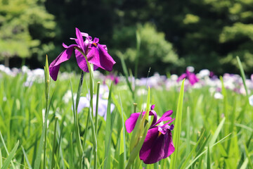 花 菖蒲 あやめ 花菖蒲 美しい きれい 鮮やか 紫 グリーン 森林 花畑 5月 6月 明るい 晴れた