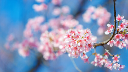 Obraz premium Beautiful Pink Cherry Blossom on nature background, Sakura flower blooming