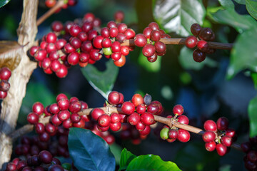 ripe red  Arabicas Coffee fruit on a tree, coffee plantation