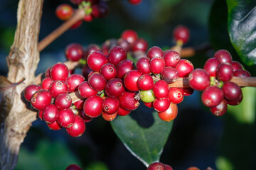ripe red  Arabicas Coffee fruit on a tree, coffee plantation