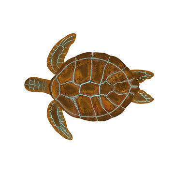 digital drawing of an aquatic animal - sea turtle