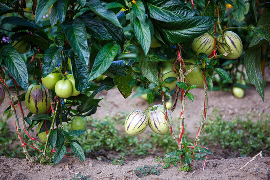 Pepino melon fruit, (Solanum muricatum)