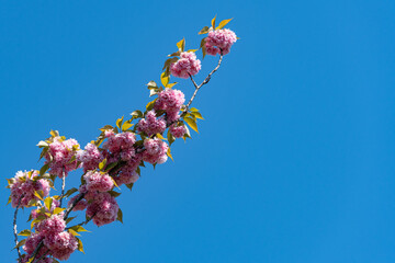 Prunus 'Kanzan' (Prunus serrulata) tree against blue sky. Branch of tree with large pink flowers Flowers of Japanese cherry. City Park Krasnodar or Galitsky Park. Spring 2021.