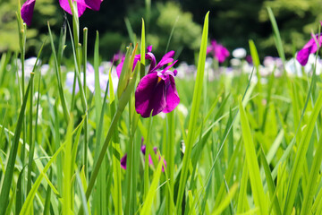 花 菖蒲 しょうぶ 紫 5月 6月 アヤメ 美しい きれい 落ち着いた 鮮やか 晴れ 森林 梅雨 おとなしい