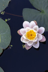 Close up of waterlilies in a dutch canal