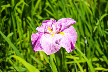 花 菖蒲 しょうぶ 紫 パープル 白い 美しい きれい クローズアップ 鮮やか さわやか 明るい おとなしい