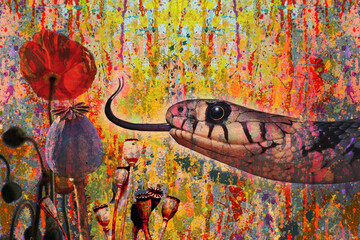 snake on field with opium poppy - obrazy, fototapety, plakaty