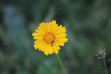 yellow flower in the garden