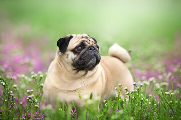 Pug in pink spring meadow