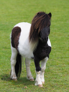 Cute Shetland Pony