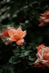 Peach color roses concept. Nature wallpaper. 