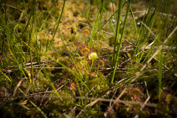 Swamps. Belarusian swamps are the lungs of Europe. Ecological reserve Yelnya.