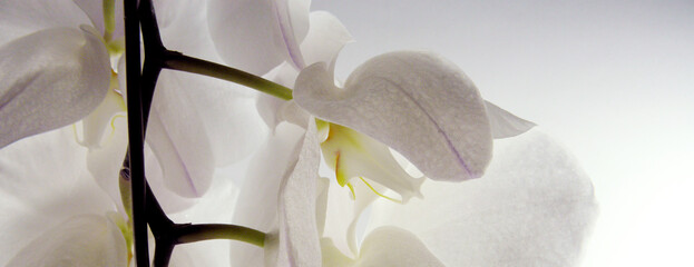 Close-up backlight, beautiful white orchids, isolated on a white background (selective focus) Taiwan is known as the Orchid Kingdom