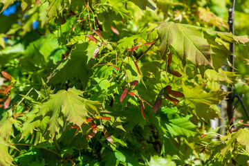 garden plant called Maple Globozum