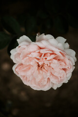 Peach color roses concept. Nature wallpaper. 