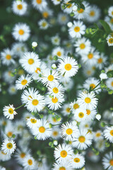 Soft focused nature scene with blooming Summer Daisies. Summer meadow with chamomile flowers. Dark green moody spring flower pattern background. Alternative medicine, cottage core natural philosophy. 