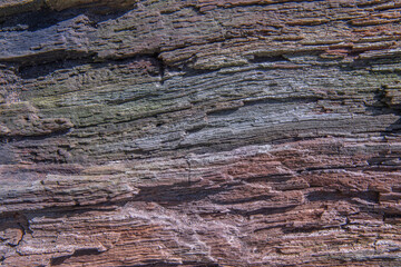 the texture of a wet rotten stump