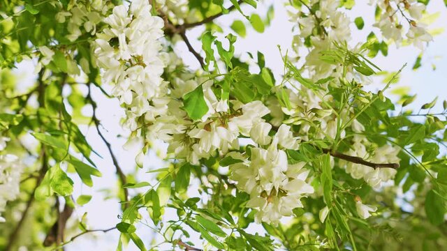 Slow motion 4k stock video footage of bright sunny blossoming of white acacia trees with green fresh leaves isolated on clear blue sky background. Closeup view of blooming Acacia flowers