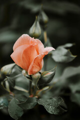 Peach color roses concept. Nature wallpaper. 