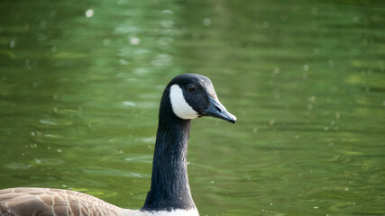 Close-up on the neck and head of a Canada goose swimming in a lake