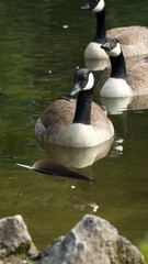 Canada goose staring at a loose feather floating on a lake with rocks on the foreground