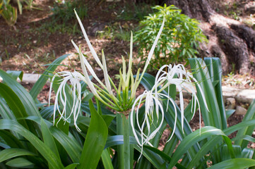 Obraz premium ヒメノカリススペキオサの白い花