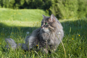 Naklejka na ściany i meble Outdoor cat. Portrait of a beautiful purebred green-eyed cat looking to the side in nature. Fur gray cat sitting on the grass, resting on a summer day. Pet walking outside