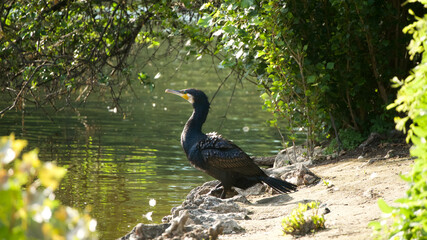 Great cormorant sunbathing on a rocky beach by the side of a lake in a wooded area
