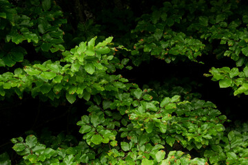 Fototapeta premium Background with dark green leaves with bokeh background, fresh flat background. Flat lay backdrop. Nature concept