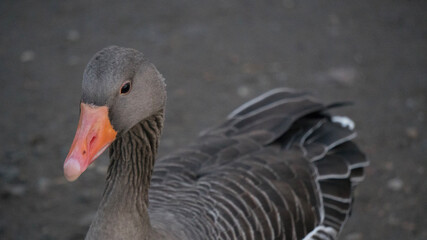 goose in the water