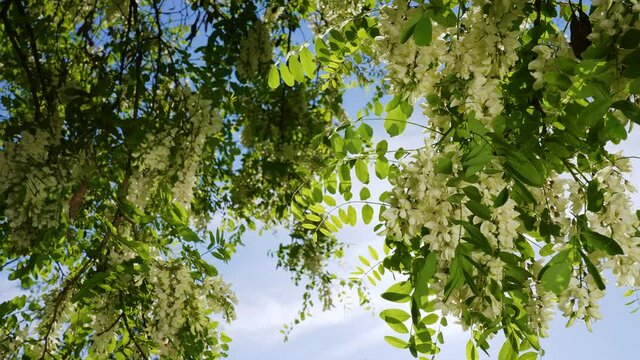 Slow motion 4k stock video footage of sunny blossoming white acacia tree with green fresh leafs isolated on sky background. Close-up view of blooming Acacia flowers growing outdoors