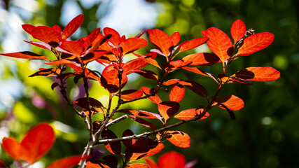 Cotinus coggygria Royal Purple (Rhus cotinus, European smoky tree) in landscaped garden. Young purple leaves of Cotinus coggygria Royal Purple glow in sun. Blurred background. Selective focus.