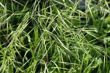 green grass background