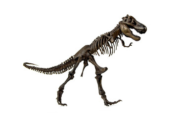 Fossil skeleton of carnivorous dinosaurs Tyrannosaurus Rex ( t-rex ) isolated on white background.