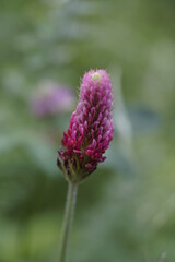 Obraz premium eine rote Kleeblume