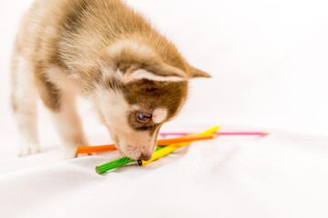 ハスキー 子犬 ブルーアイ オッドアイ