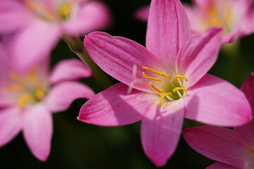 zephyranthes - rain flower blooming close up