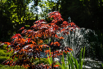 Japanese maple Acer palmatum Atropurpureum on bank of beautiful garden pond with cascading fountain. Young red leaves glow in  sun. Spring landscape, fresh wallpaper, nature background concept