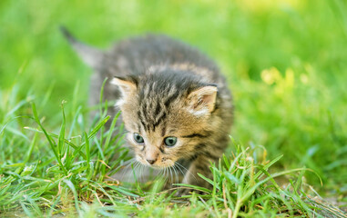 Naklejka na ściany i meble Closeup photo of a little cat in the garden