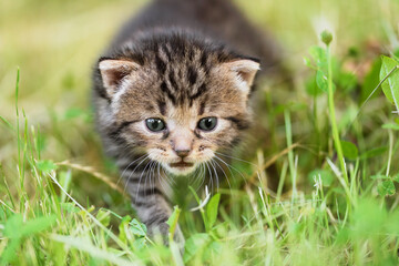 Naklejka na ściany i meble Closeup photo of a little cat in the garden