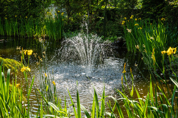 Swamp irises pseudacorus on bank of garden pond with cascading fountain. Yellow flowers of Iris pseudacorus (yellow flag, yellow iris) glow in sun. Spring landscaped garden. Nature concept for design.
