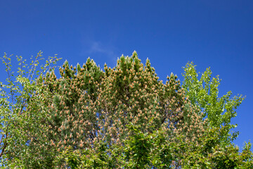 Pine cones in full bloom, Nordland county,Helgeland,Nordland county,Norway,scandinavia,Europe