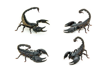 Set Asian giant forest scorpion Heterometrus laoticus on white background.