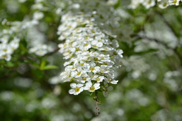 White blooming fruit tree, tender white flowers on the branch 