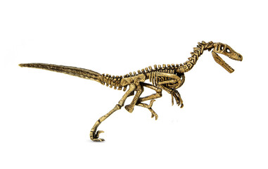 Velociraptor fossil skeleton is carnivore dinosaur lived on cretaceous period isolated on white...