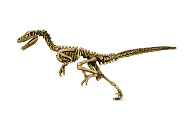 Velociraptor fossil skeleton is carnivore dinosaur lived on cretaceous period isolated on white...