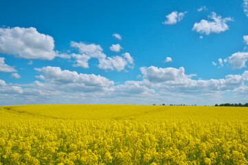 Obraz premium Blooming rapeseed on the background of the sky.